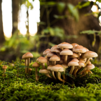 Champignons et leur ressource indispensable